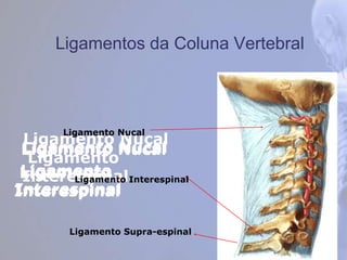 Ligamentos da Coluna Vertebral
Ligamento Nucal
Ligamento
Interespinal
Ligamento Supra-espinal
Ligamento Nucal
Ligamento
Interespinal
Ligamento Nucal
Ligamento
InterespinalLigamento Interespinal
Ligamento Nucal
 