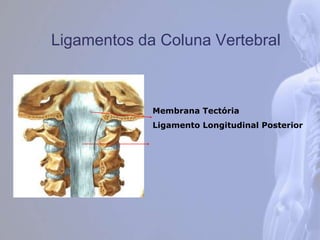 Ligamentos da Coluna Vertebral
Membrana Tectória
Ligamento Longitudinal Posterior
 