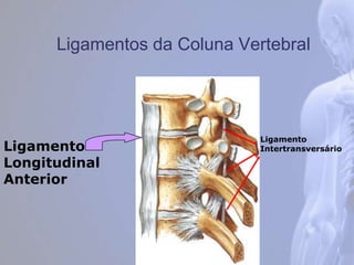 Ligamentos da Coluna Vertebral
Ligamento
Longitudinal
Anterior
Ligamento
Intertransversário
 