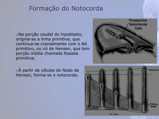 Formação do Notocorda
Na porção caudal do hipoblasto,
origina-se a linha primitiva, que
continua-se cranialmente com o Nó
primitivo, ou nó de Hensen, que tem
porção média chamada fosseta
primitiva;
À partir de células do Nodo de
Hensen, forma-se o notocorda;
Foto 4- 5 e 4-6
 