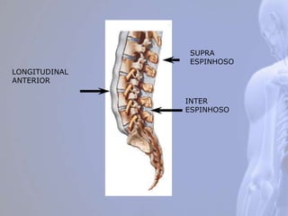 SUPRA
ESPINHOSO
INTER
ESPINHOSO
LONGITUDINAL
ANTERIOR
 