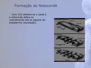 Formação do NotocordA
- Com 21d oblitera-se o canal e
a notocorda dobra-se
ventralmente até se separar do
endoderma (excalação).
 