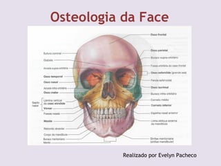 Osteologia da Face
Realizado por Evelyn Pacheco
 
