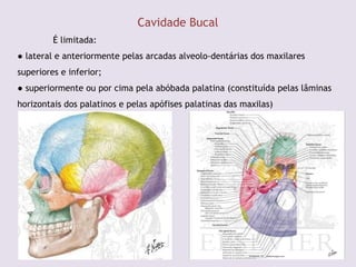 Cavidade Bucal
É limitada:
● lateral e anteriormente pelas arcadas alveolo-dentárias dos maxilares
superiores e inferior;
● superiormente ou por cima pela abóbada palatina (constituída pelas lâminas
horizontais dos palatinos e pelas apófises palatinas das maxilas)