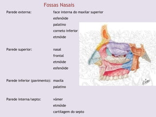 Fossas Nasais
Parede externa: face interna do maxilar superior
esfenóide
palatino
corneto inferior
etmóide
Parede superior: nasal
frontal
etmóide
esfenóide
Parede inferior (pavimento): maxila
palatino
Parede interna/septo: vómer
etmóide
cartilagem do septo
