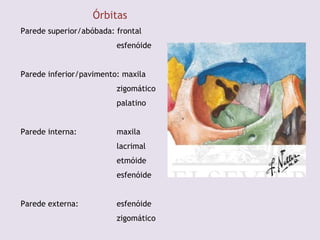 Órbitas
Parede superior/abóbada: frontal
esfenóide
Parede inferior/pavimento: maxila
zigomático
palatino
Parede interna: maxila
lacrimal
etmóide
esfenóide
Parede externa: esfenóide
zigomático