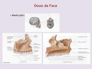 Ossos da Face
• Maxila (par)