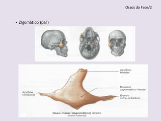 • Zigomático (par)
Ossos da Face/2