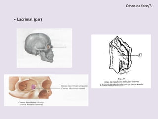 • Lacrimal (par)
Ossos da face/3