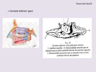 • Corneto Inferior (par)
Ossos da Face/5