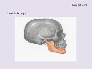 • Mandíbula (ímpar)
Ossos da Face/8