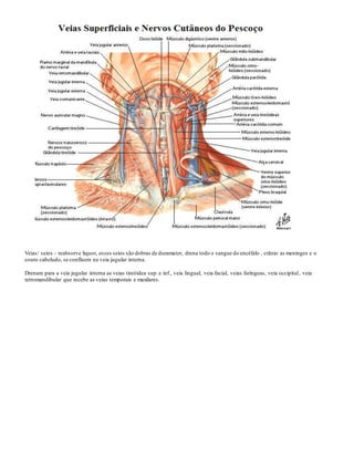 Veias/ seios – reabsorve liquor, esses seios são dobras de duramater, drena todo o sangue do encéfalo , crânio as meninges e o
couro cabeludo, se confluem na veia jugular interna.
Drenam para a veia jugular interna as veias tireóidea sup.e inf., veia lingual, veia facial, veias faríngeas, veia occipital, veia
retromandibular que recebe as veias temporais e maxilares.
 