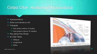 Corpo Ciliar- Anatomia Macroscópica
 Anel assimétrico
 Entre a ora serrata e a íris
 Triangular
 Face antero-externa  esclera
 Face póstero-interna  cristalino
 Pars plana/ Pars Plicata
 M. Ciliar: fibras
 Obliquas
 Longitudinal
 Irídica
CENOFT- Residencia 2016 10
 