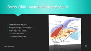 Corpo Ciliar- Anatomia Macroscópica
 Produz Humor Aquoso
 Responsável pela acomodação
 Secreção para o vítreo:
 Acido Hialurônico
 Mucopolissacarídeos
CENOFT- Residencia 2016 11
 