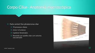 Corpo Ciliar- Anatomia macroscópica
 Parte central: Pars plicata/coroa ciliar
 70 processos ciliares
 2mm/ 1/3 anterior
 Capilares fenestrados
 Revestido por epitélio ciliar com estroma
vascularizado
CENOFT- Residencia 2016 12
 