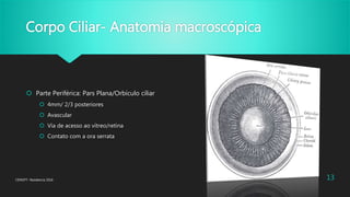 Corpo Ciliar- Anatomia macroscópica
 Parte Periférica: Pars Plana/Orbículo ciliar
 4mm/ 2/3 posteriores
 Avascular
 Via de acesso ao vítreo/retina
 Contato com a ora serrata
CENOFT- Residencia 2016 13
 