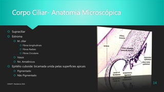 Corpo Ciliar- Anatomia Microscópica
 Supraciliar
 Estroma
 M. ciliar
 Fibras longitudinais
 Fibras Radiais
 Fibras Circulares
 Vasos
 Nn. Amielínicos
 Epitélio cuboide: bicamada unida pelas superfícies apicais
 Pigmentado
 Não Pigmentado
CENOFT- Residencia 2016 14
 