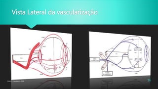 Vista Lateral da vascularização
CENOFT- Residencia 2016 16
 