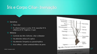 Íris e Corpo Ciliar- Inervação
 Sensitiva:
 Tato e dor
 N. ciliares longos e curtos  N. nasociliar N.
oftálmico N. Trigêmio ( V par)
 Motora:
 Controle dos Mm. Esfincter, ciliar e dilatador
 Via aferente: retina e N. optico
 Via eferente: Simpatica ou parassimpática
 Arco reflexo : córtex cerebral/reflexo de perto
CENOFT- Residencia 2016 17
 