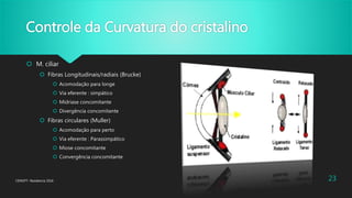 Controle da Curvatura do cristalino
 M. ciliar
 Fibras Longitudinais/radiais (Brucke)
 Acomodação para longe
 Via eferente : simpático
 Midriase concomitante
 Divergência concomitante
 Fibras circulares (Muller)
 Acomodação para perto
 Via eferente : Parassimpático
 Miose concomitante
 Convergência concomitante
CENOFT- Residencia 2016 23
 