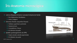 Íris-Anatomia microscópica
 Lâmina Marginal Anterior (camada limitante de Henle)
 Rico Melanócitos fibroblastos
 Pobre Colágeno
 Estroma (Tecido conjuntivo frouxo)
 Folhetos superficial e profundo
 Fenda de fuchs
 Cromatóforos ( Pecas)
 M. Esfíncter da pupila
 Epitélio (prolongamento do EPR)
 Dupla camada cuboide pigmentada
 M. dilatador da pupila
CENOFT- Residencia 2016 3
 