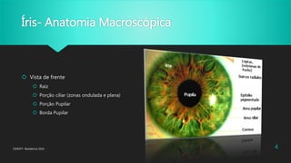 Íris- Anatomia Macroscópica
 Vista de frente
 Raiz
 Porção ciliar (zonas ondulada e plana)
 Porção Pupilar
 Borda Pupilar
CENOFT- Residencia 2016 4
 
