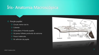 Íris- Anatomia Macroscópica
 Porção pupilar:
 Circulo menor da íris
 Colarete
 Zona plana  bordo pupilar
 Só possui folheto profundo do estroma
 Possui trabéculas
 M. esfíncter da pupila
CENOFT- Residencia 2016 7
 
