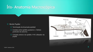 Íris- Anatomia Macroscópica
 Bordo Pupilar:
 Terminação da bicamada epitelial
 Contato entre epitélio posterior e folheto
profundo do estroma
 Camada anterior do epitélio  M. dilatador da
pupila
CENOFT- Residencia 2016 8
 