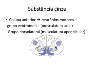 Substância cinza
• Coluna anterior  neurônios motores
-grupo ventromedial(musculatura axial)
- Grupo dorsolateral (musculatura apendicular)
 