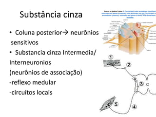 Substância cinza
• Coluna posterior neurônios
sensitivos
• Substancia cinza Intermedia/
Interneuronios
(neurônios de associação)
-reflexo medular
-circuitos locais
 