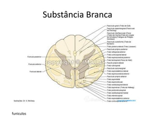 Substância Branca
funiculos
 