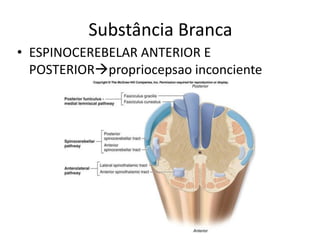 Substância Branca
• ESPINOCEREBELAR ANTERIOR E
POSTERIORpropriocepsao inconciente
 