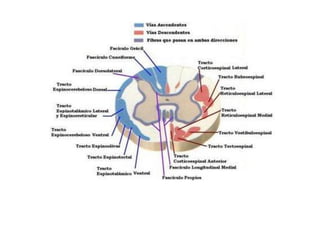 Anatomia da medula