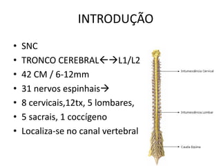 INTRODUÇÃO
• SNC
• TRONCO CEREBRALL1/L2
• 42 CM / 6-12mm
• 31 nervos espinhais
• 8 cervicais,12tx, 5 lombares,
• 5 sacrais, 1 coccígeno
• Localiza-se no canal vertebral
 