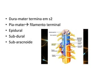 • Dura-mater termina em s2
• Pia-mater filamento terminal
• Epidural
• Sub-dural
• Sub-aracnoide
 
