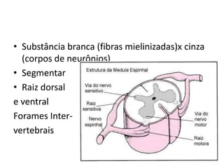 • Substância branca (fibras mielinizadas)x cinza
(corpos de neurônios)
• Segmentar
• Raiz dorsal
e ventral
Forames Inter-
vertebrais
 