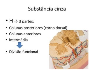 Substância cinza
• H 3 partes:
• Colunas posteriores (corno dorsal)
• Colunas anteriores
• intermédia
• Divisão funcional
 