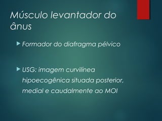 Músculo levantador do
ânus
 Formador do diafragma pélvico
 USG: imagem curvilínea
hipoecogênica situada posterior,
medial e caudalmente ao MOI
 