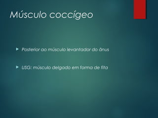 Músculo coccígeo
 Posterior ao músculo levantador do ânus
 USG: músculo delgado em forma de fita
 