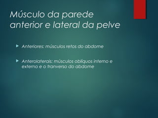 Músculo da parede
anterior e lateral da pelve
 Anteriores: músculos retos do abdome
 Anterolaterais: músculos oblíquos interno e
externo e o tranverso do abdome
 
