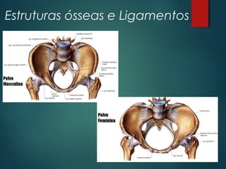Estruturas ósseas e Ligamentos
 