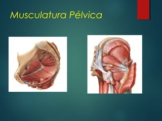 Musculatura Pélvica
 