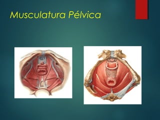 Musculatura Pélvica
 