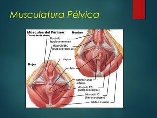 Musculatura Pélvica
 