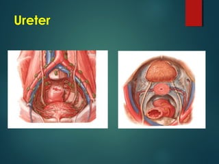 Ureter
 