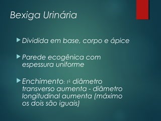 Bexiga Urinária
 Dividida em base, corpo e ápice
 Parede ecogênica com
espessura uniforme
Enchimento: 1o
diâmetro
transverso aumenta - diâmetro
longitudinal aumenta (máximo
os dois são iguais)
 