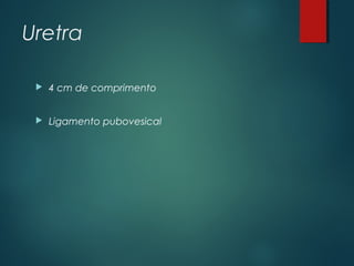 Uretra
 4 cm de comprimento
 Ligamento pubovesical
 