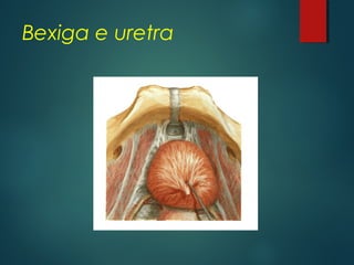 Bexiga e uretra
 