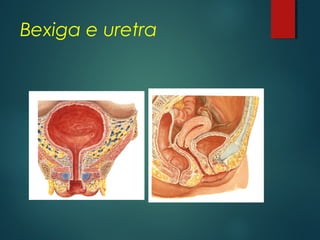 Bexiga e uretra
 