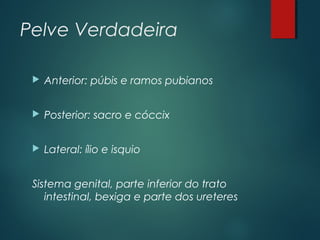 Pelve Verdadeira
 Anterior: púbis e ramos pubianos
 Posterior: sacro e cóccix
 Lateral: ílio e isquio
Sistema genital, parte inferior do trato
intestinal, bexiga e parte dos ureteres
 